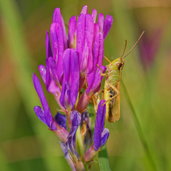 Green grasshopper stands on bush twig in morning field, Slovakia wetland, Slovakia, Europe