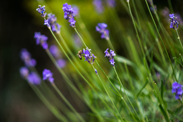 Bee and lavander