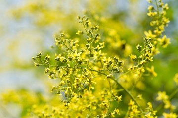 Gelbe Blüten der Blasenesche