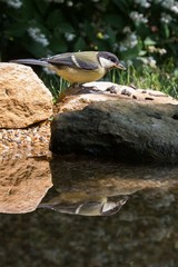 Kohlmeise am Frühstückstisch und Vogelbad/ Vogeltränke. Die 0,5 Quadratmeter große Wasserstelle...