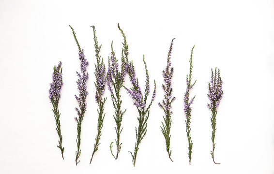 Branches of heather with violet flowers on a light background