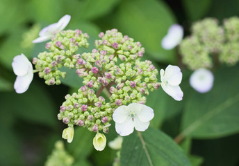White hortensia hydrangea has a lot of buds and few small blossoms.  Not only blossoms but also buds are beautiful and impressive. 