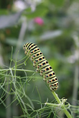 Chenille