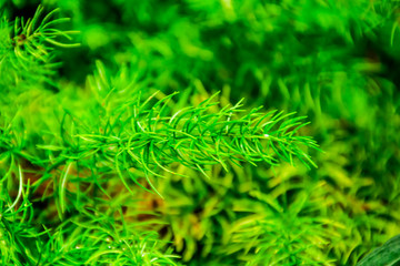 Green leaves in the garden.