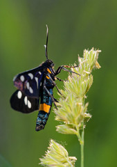 Nine spotted butterfly in its natural environment early summer morning, Danubian wetland, Slovakia, Europe