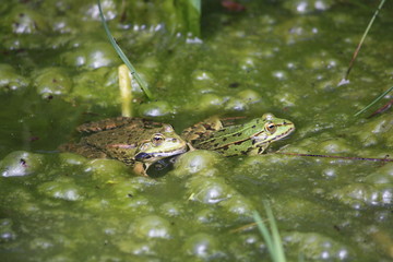 Grenouille