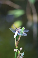 Libellule