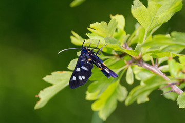 Nine spotted butterfly in its natural environment early summer morning, Danubian wetland, Slovakia, Europe
