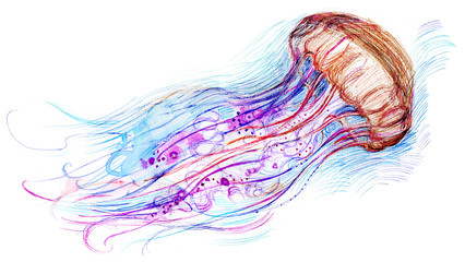 Jelly fish watercolor illustration. Hand drawn medusa © Gabriela