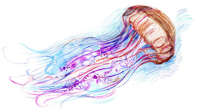 Jelly fish watercolor illustration. Hand drawn medusa