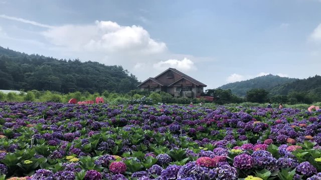 Super beautiful blossom of Hydrangea macrophylla at Zhuzihu area, Taipei, Taiwan