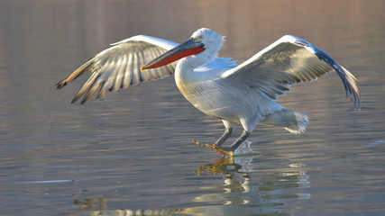 Dalmatian Pelican (Pelecanus crispus)