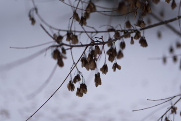 frozen maple seeds on snow-covered trees in snowy forest of Timiryazevskiy park of Moscow city in overcast winter day