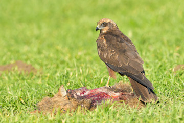 Marsh harrier (Circus aeruginosus)