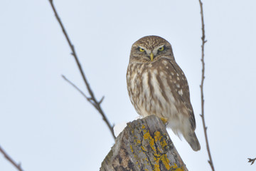 Little Owl on a tree