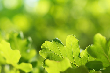 Oak leaves on green natural background
