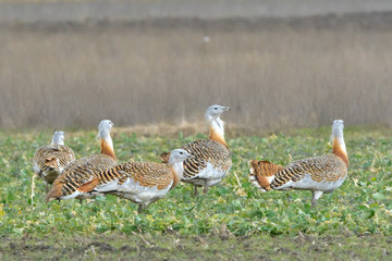 Great Bustard (Otis tarda) on the field in springtime