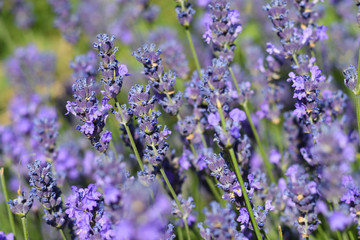 Beautiful lavender flowers