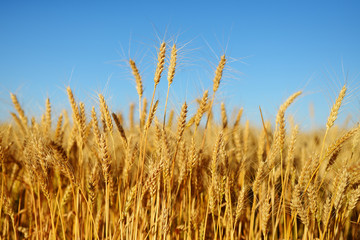 Golden wheat ears on field