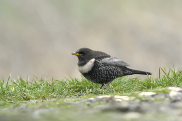 Ring Ouzel on the ground