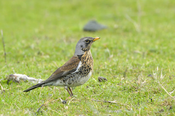 Fieldfare on green grass