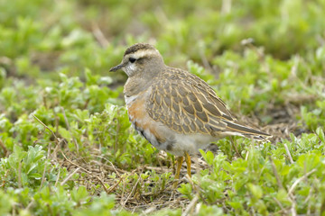 Eurasian Dotterel on green grass
