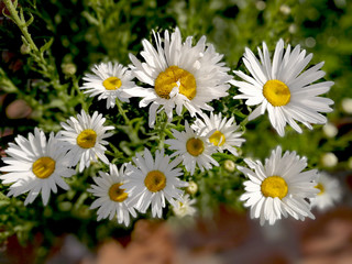 white daisies in the garden