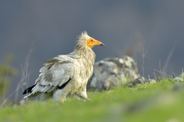 Egyptian Vulture on the ground