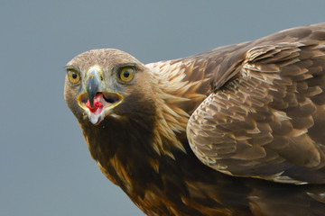 Golden Eagle Portrait