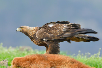 Golden Eagle feeding from a carcass