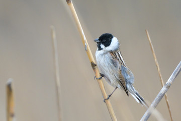 Obraz premium Common reed bunting on a reed stick