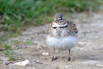 Calandra lark on the ground