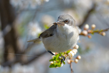 Lesser whitethroat on a tree