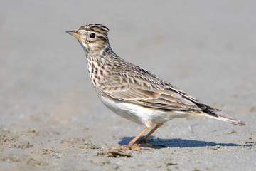 Eurasian Skylark on the ground