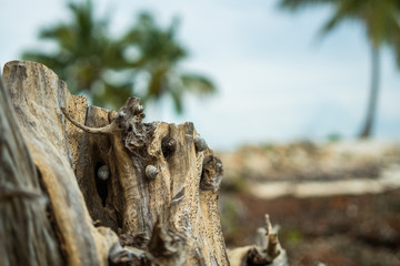 Tree trunk with seashells, Green Turtle Cay Bahamas