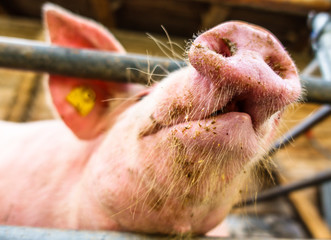 piglets