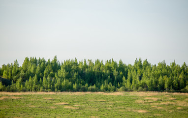 Fototapeta premium Photo of green forest and lawn against blue sky
