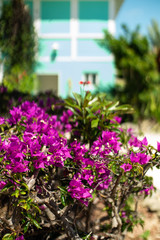 Fototapeta na wymiar Flowers, Green Turtle Cay Bahamas