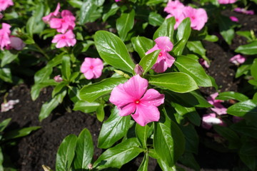 Pink flowers of Catharanthus roseus in May