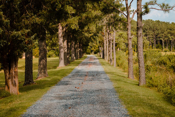 Fototapeta na wymiar Road down a wooded path in Virginia