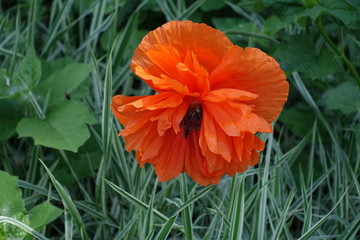 One orange flower of oriental poppy (Olympia cultivar)