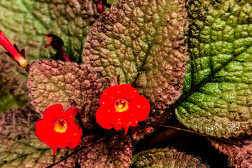 Episcia cupreata (Hook.) Hanst in garden.