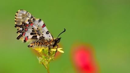 Zerynthia cerisyi  68