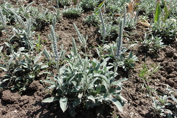 Veronica incana with spikes of flower buds