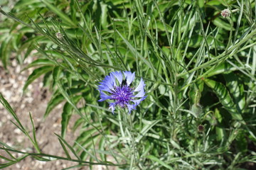 Blue flower head of cornflower in May