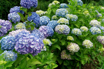 Ultra violet spring flowers in sunny day, postcard mockup