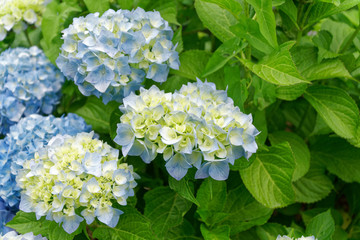 White spring flowers in sunny day, greeting background or postcard mockup