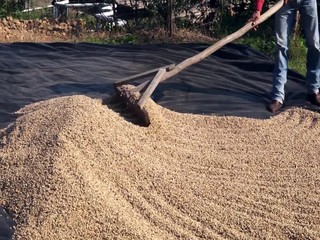 étalage et séchage du café au Mexique