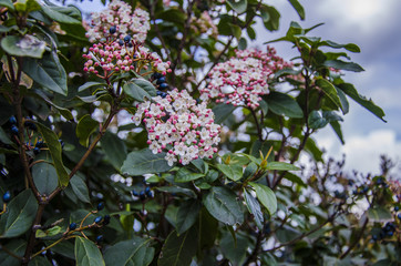 Flowers on a Grey Day