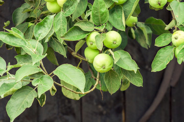 Unripe apples on a tree branch